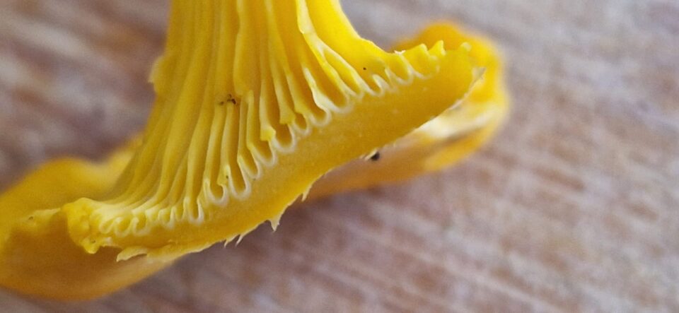 plis champignon