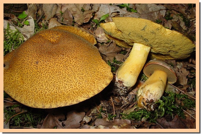 Suillus variegatus