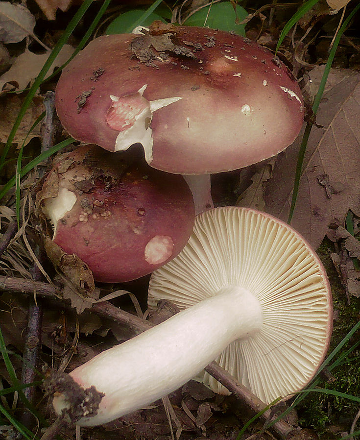 Russula vinosobrunnea