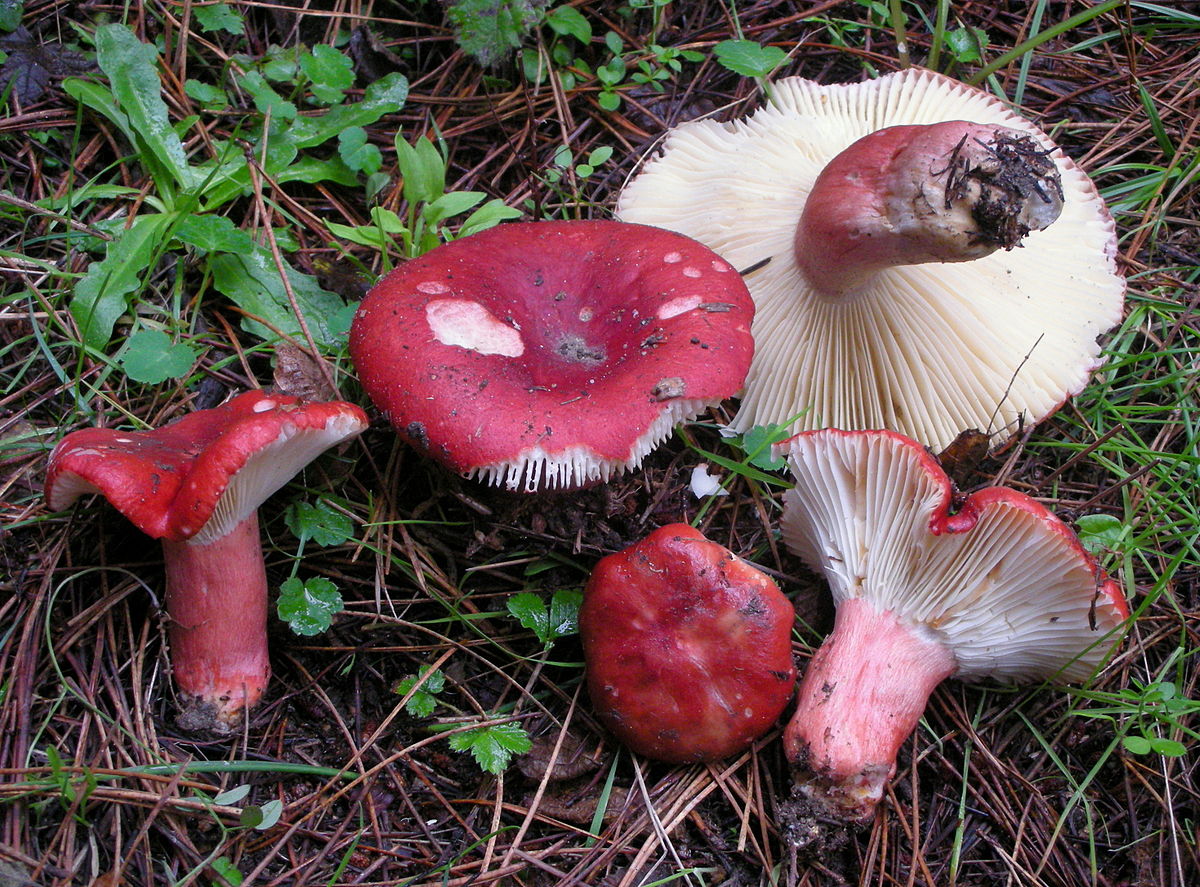 Russula sanguinea