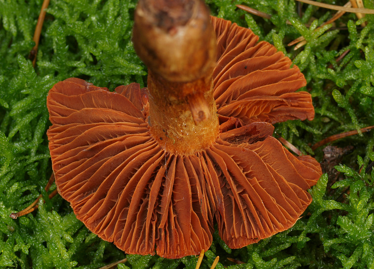 Cortinarius (Lepr.) orellanus