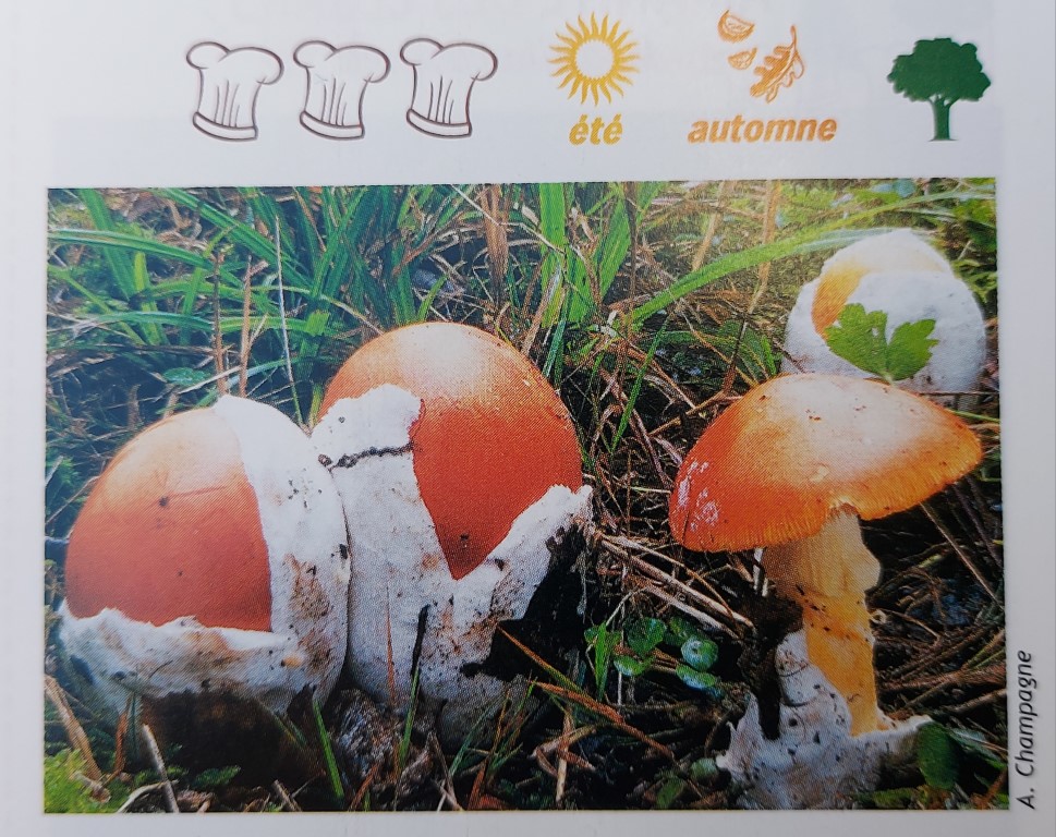 Amanita caesarea