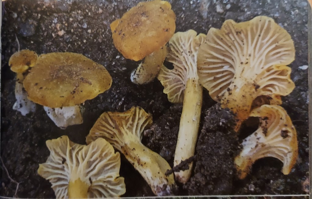 Cantharellus romagnesianus