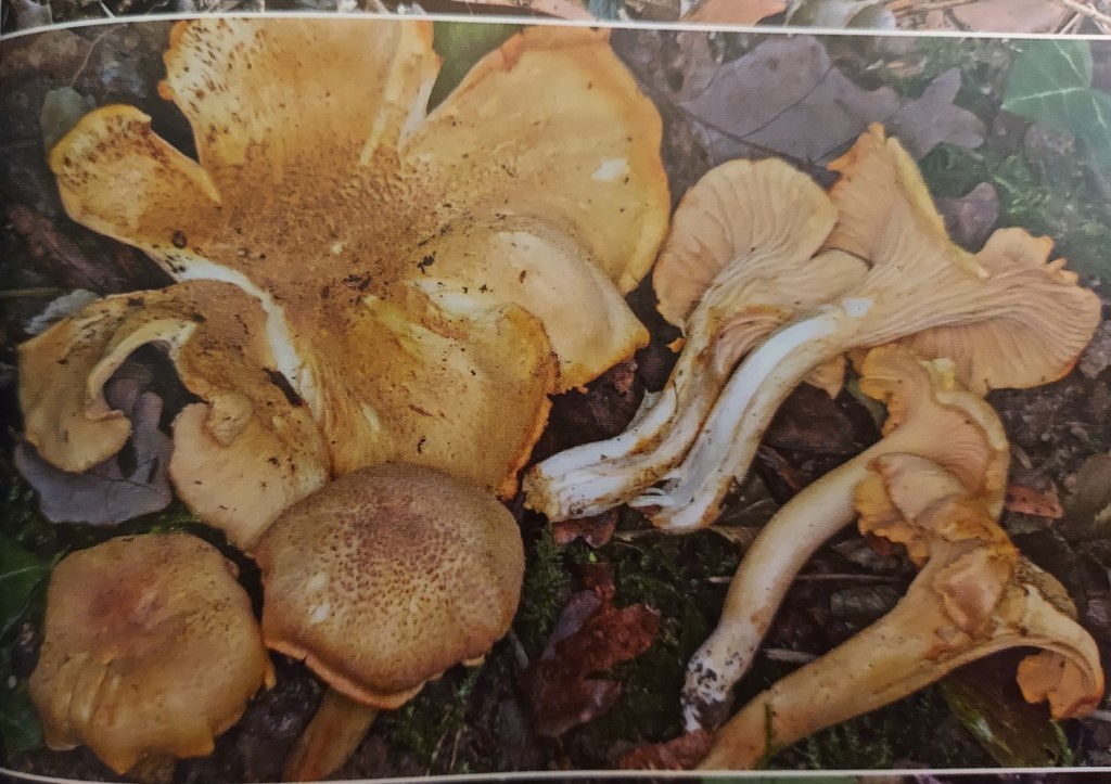 Cantharellus amethysteus