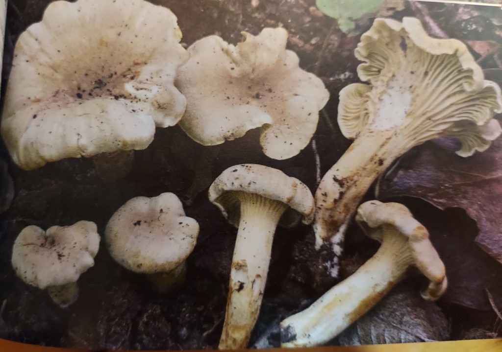 Cantharellus ferruginascens