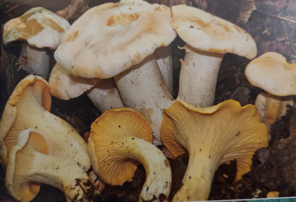 Cantharellus pallens