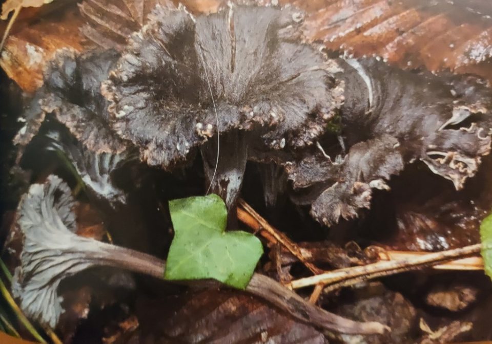 Photo: Le Guide des Champignons France et Europe - Guillaume Eyssartier, Pierre Roux