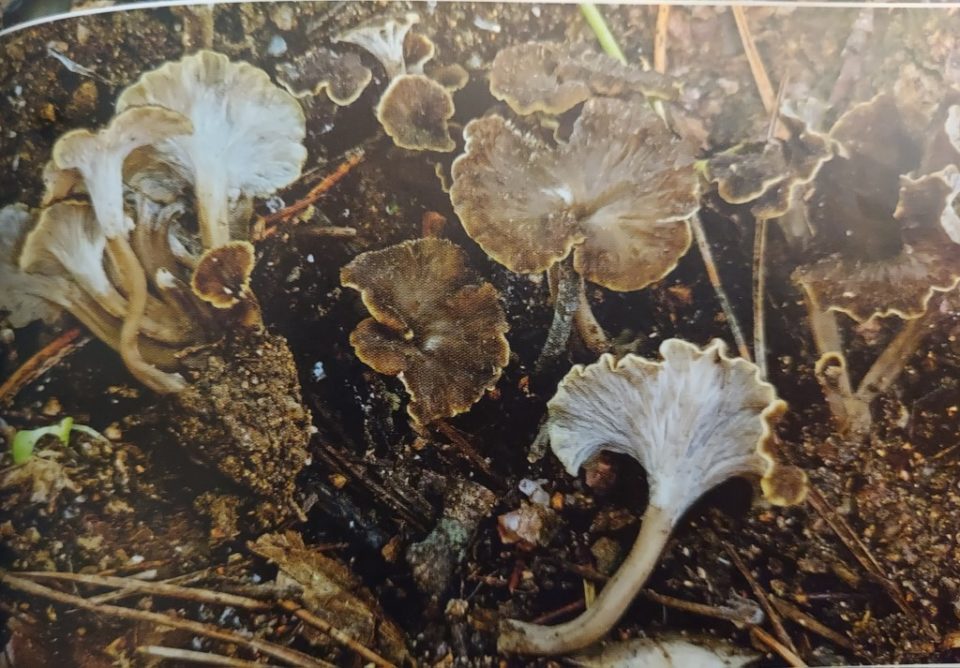Photo: Le Guide des Champignons France et Europe - Guillaume Eyssartier, Pierre Roux