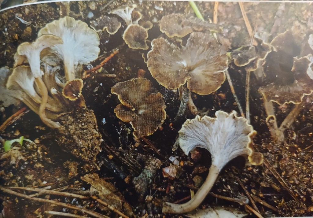 Pseudocraterellus sinuosus
