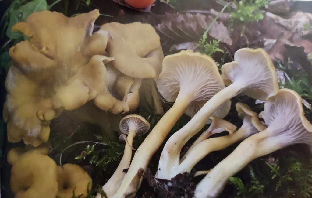 Cantharellus melanoxeros