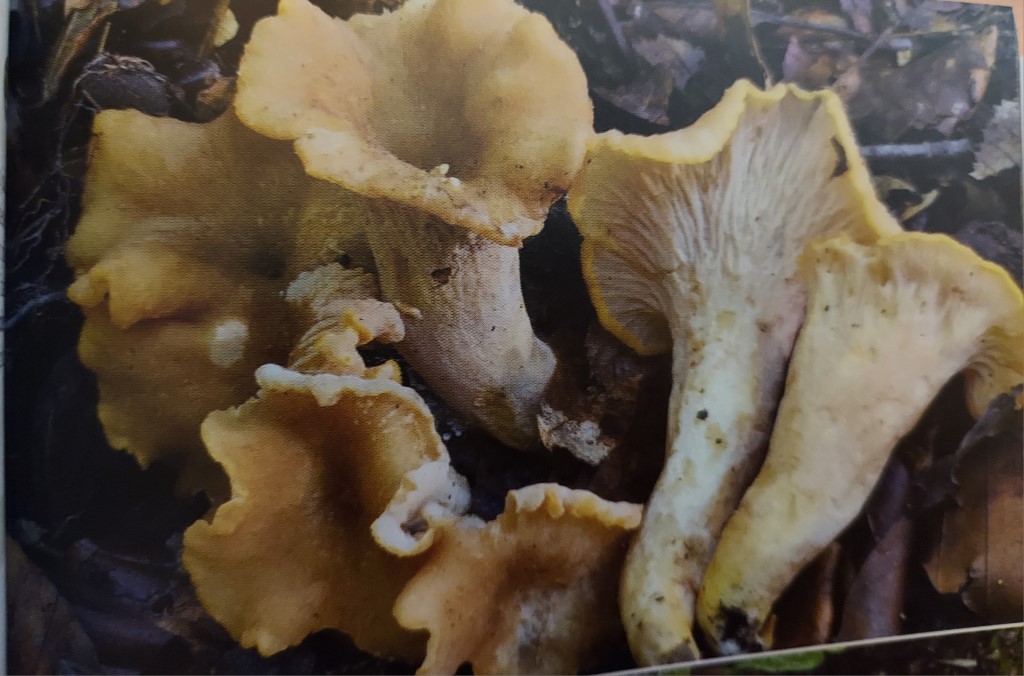 Cantharellus ianthinoxanthus