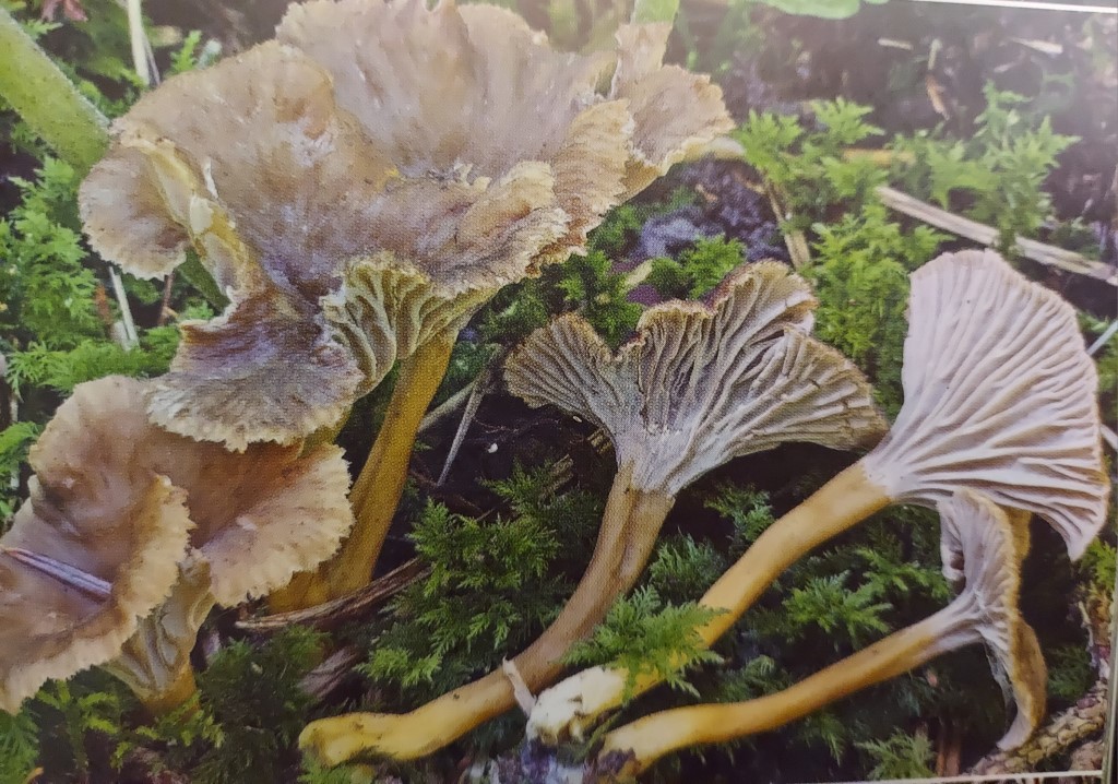 Cantharellus tubaeformis