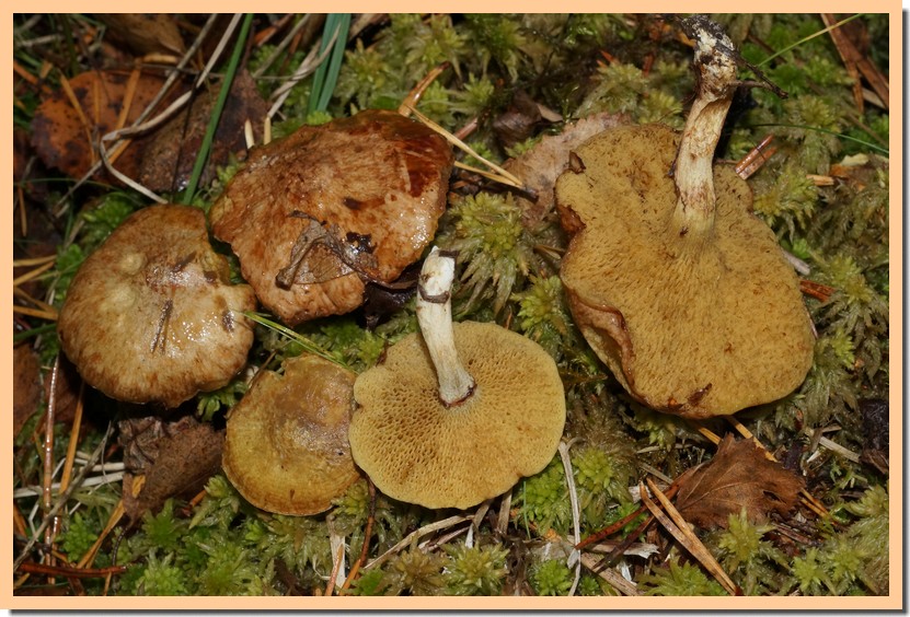 Suillus flavidus