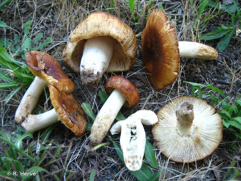 Russula subfoetens