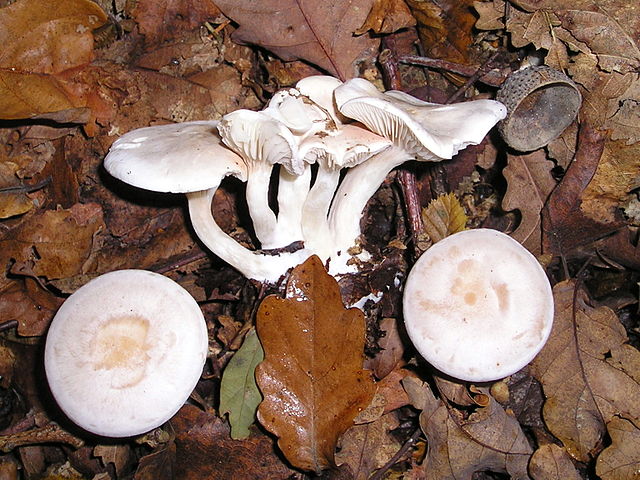 Clitocybe cerussata
