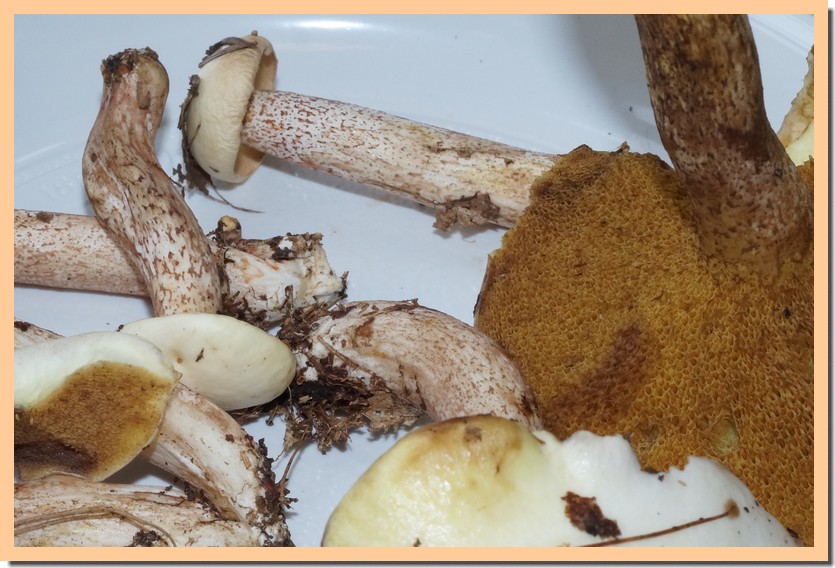 Suillus placidus