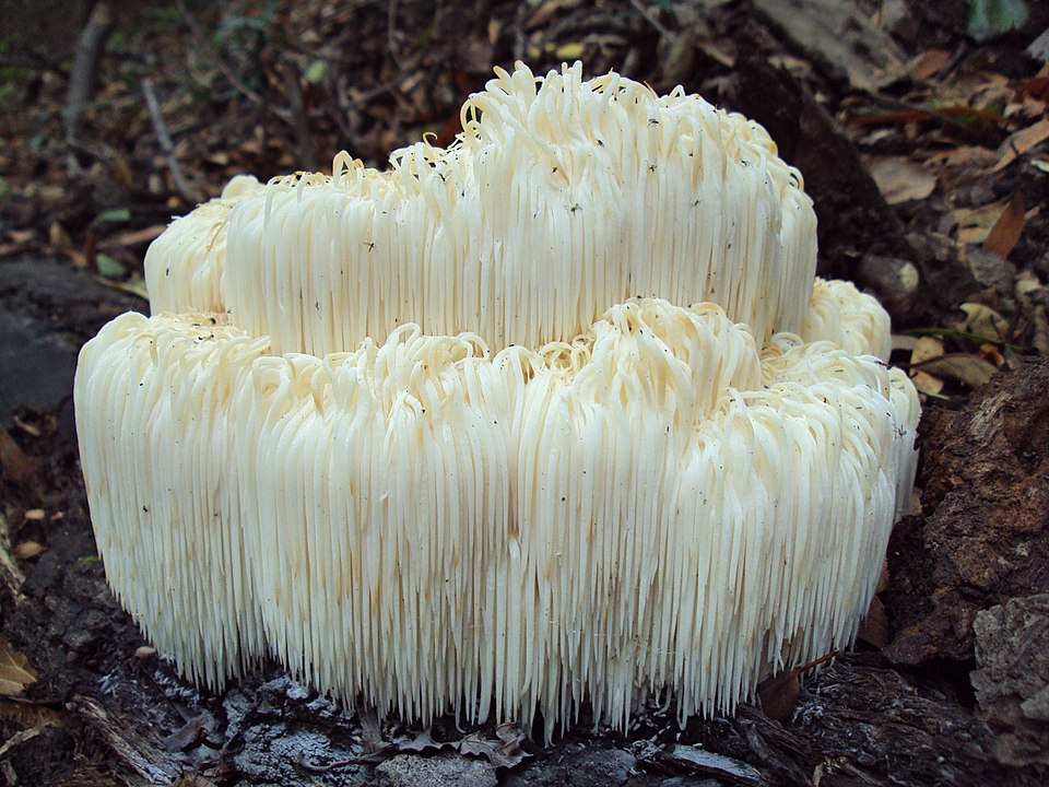 Hericium erinaceus