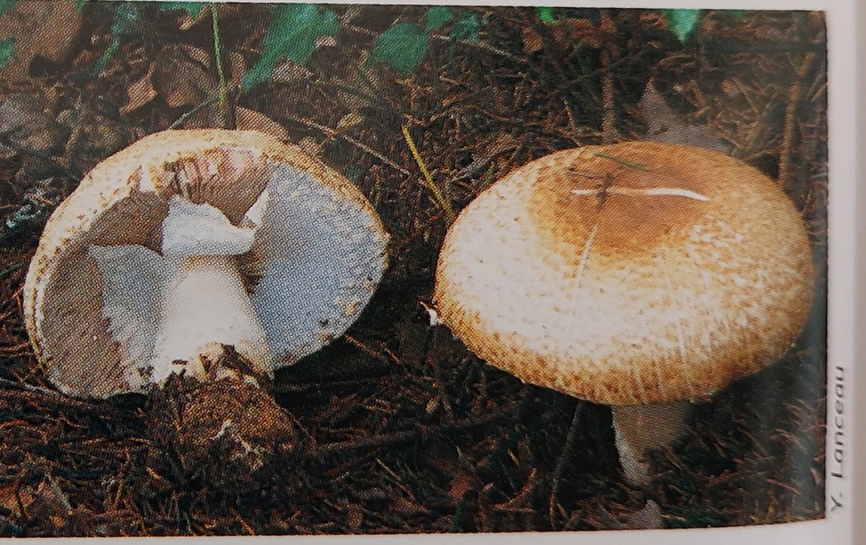 Agaricus augustus