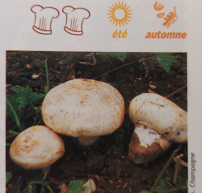 Agaricus bitorquis