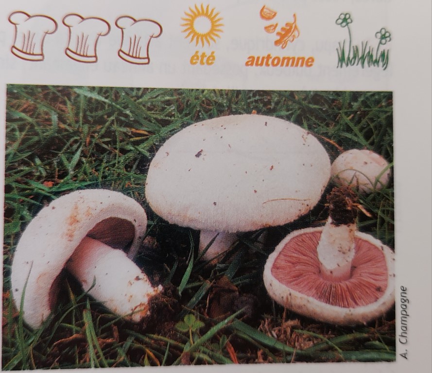 Agaricus campestris