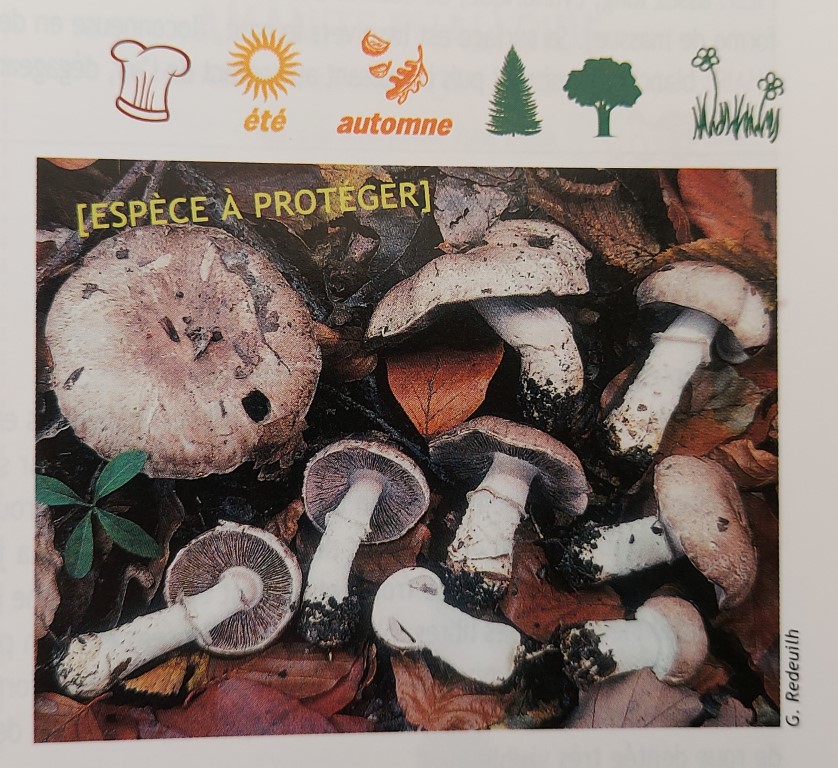 Agaricus lanipes
