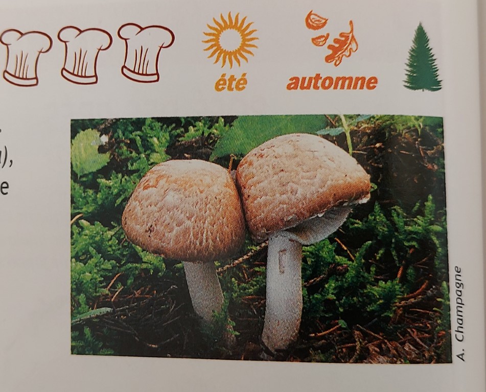 Agaricus silvaticus