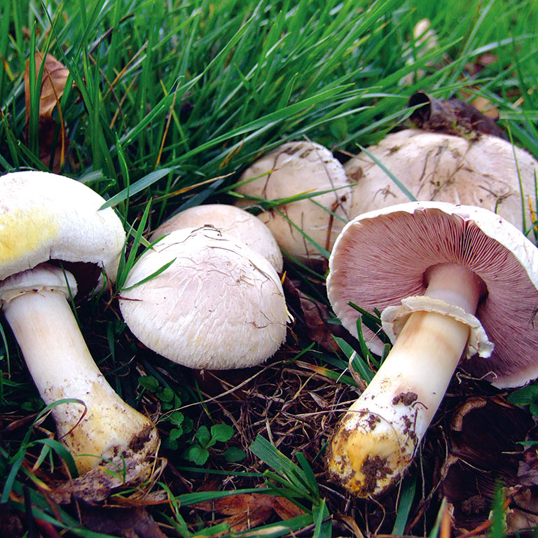 Agaricus xanthodermus