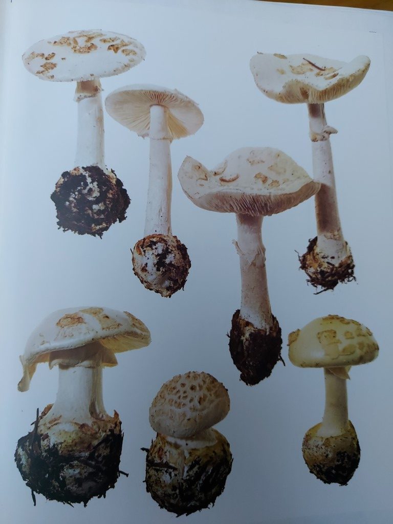 Amanita citrina