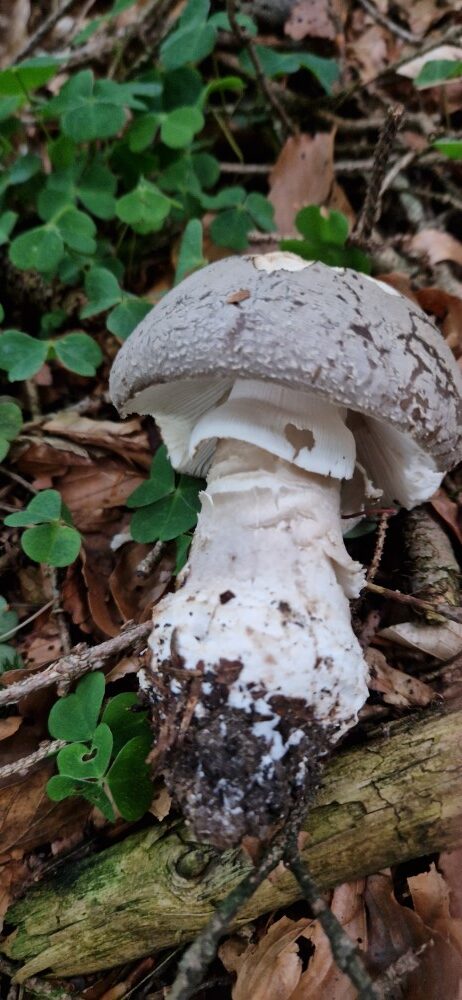 Amanita excelsa