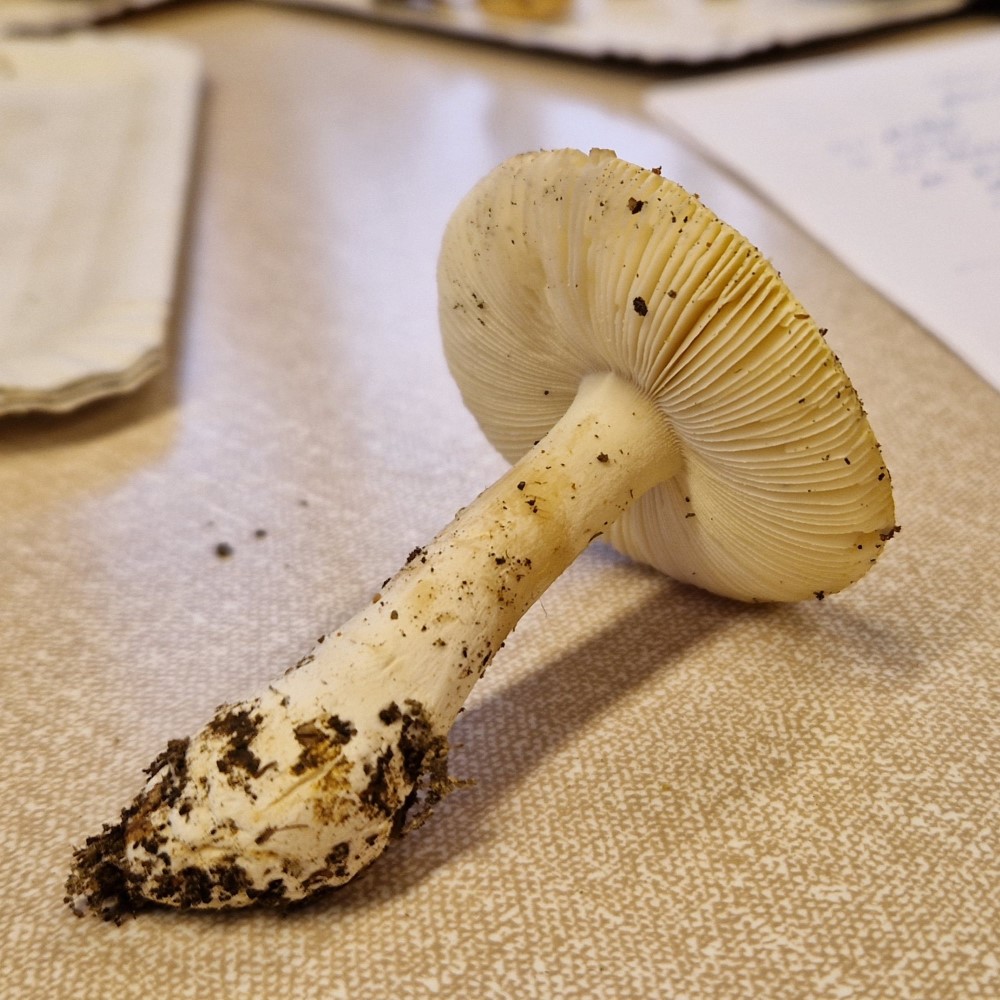 Amanita junquillea
