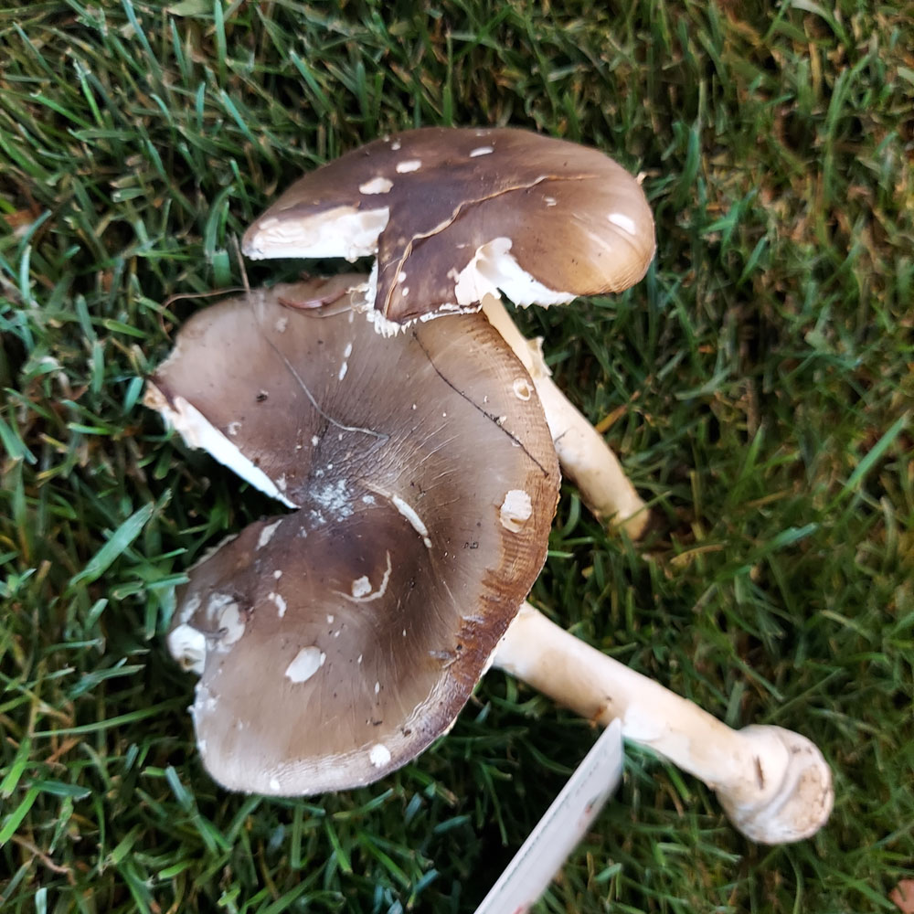 Amanita pantherina