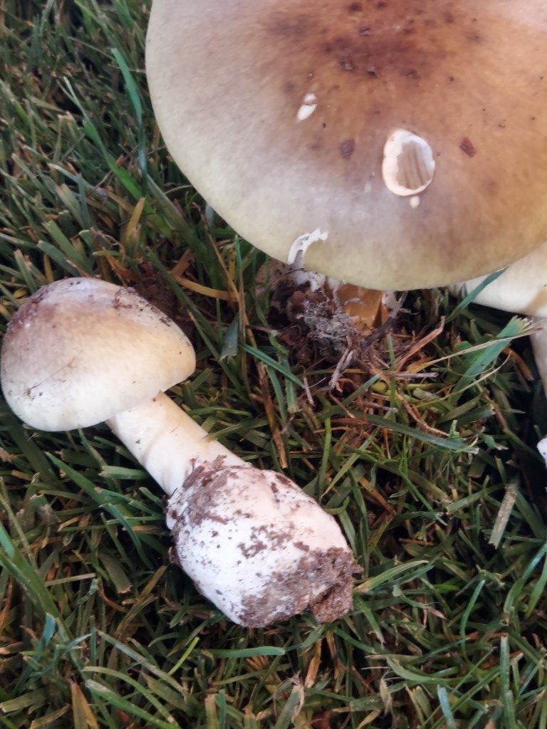Amanita phalloides