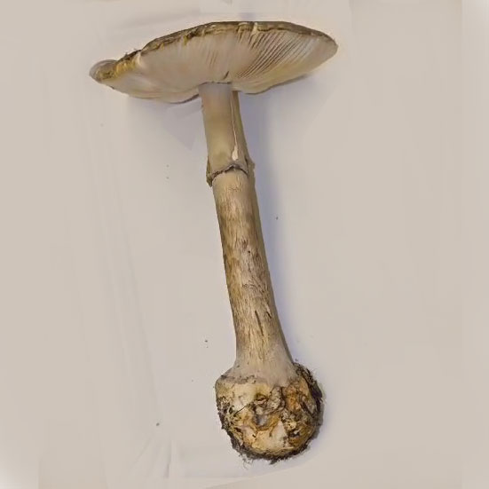 Amanita porphyria