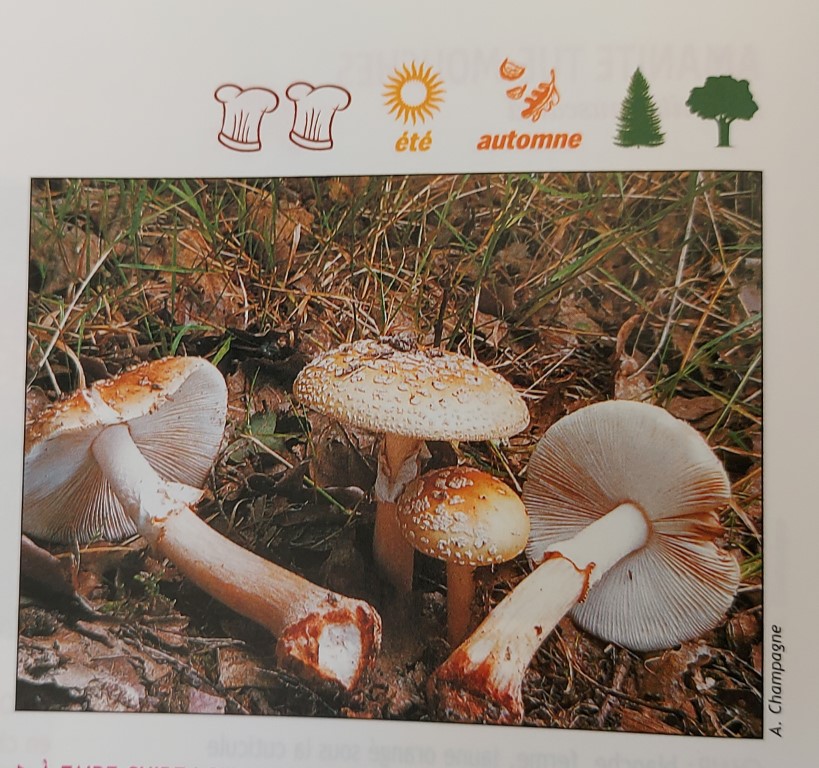 Amanita rubescens
