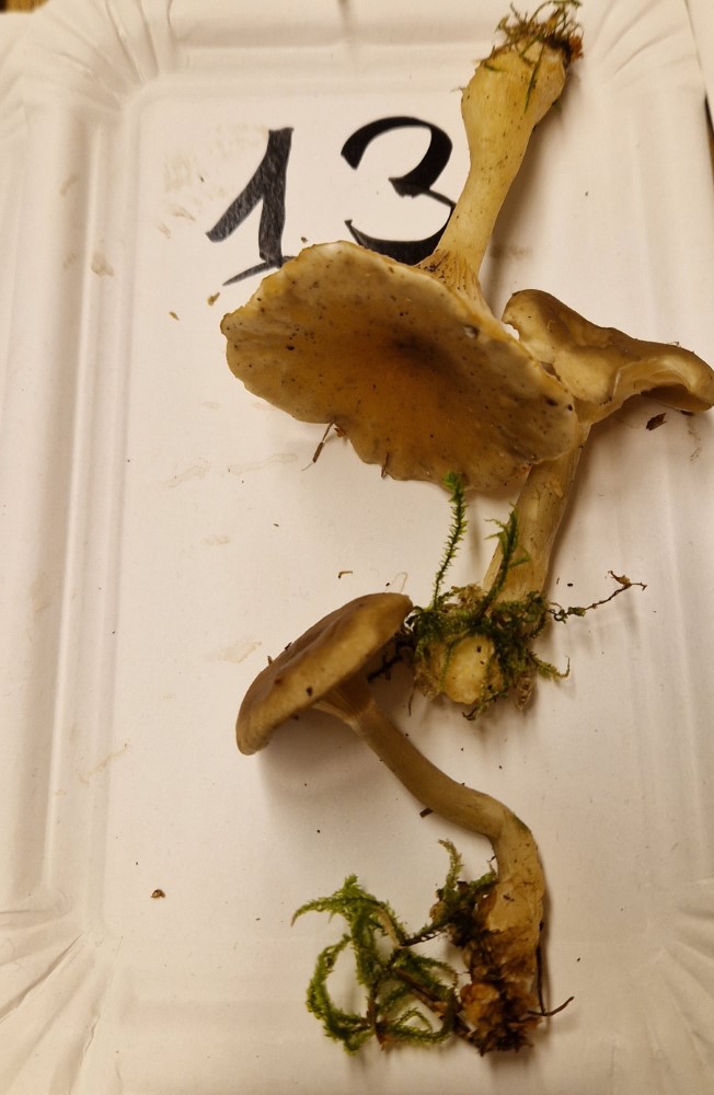 Ampulloclitocybe clavipes