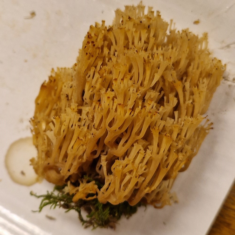 Artomyces pyxidatus