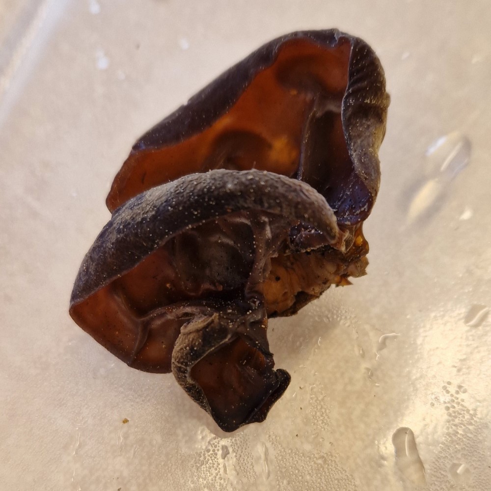 Auricularia auricula-judae