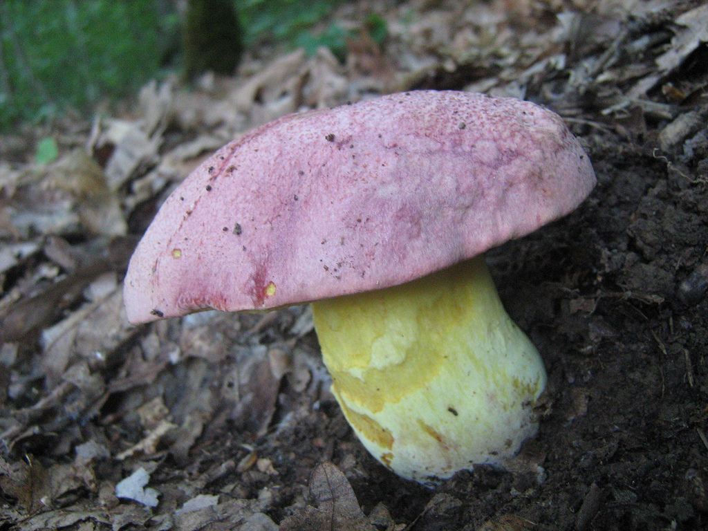 Butyriboletus regius