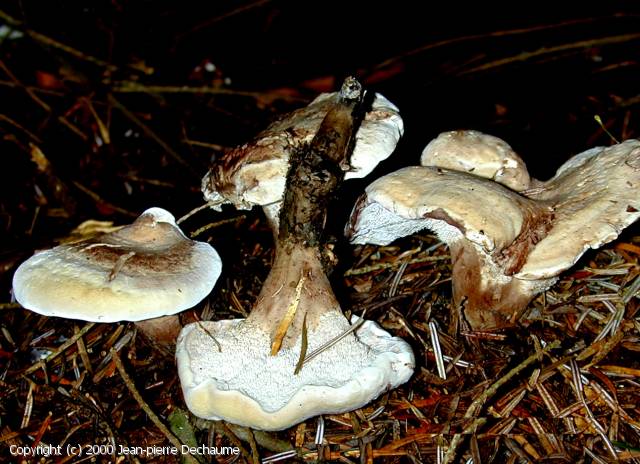 Bankera fuligineoalba