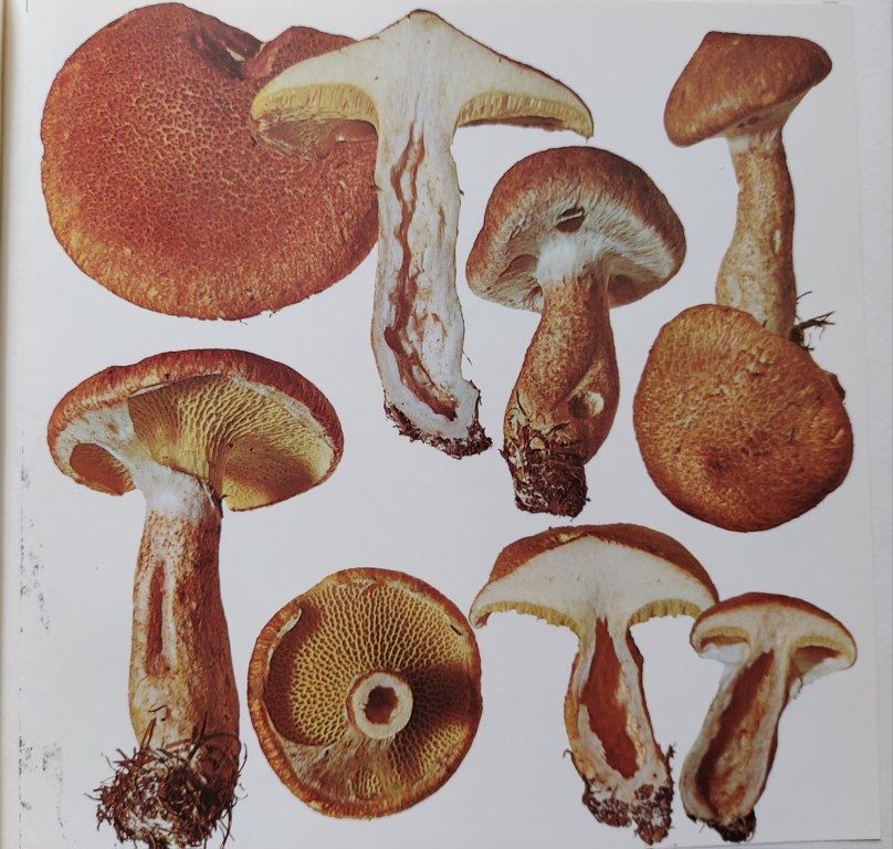 Suillus cavipes