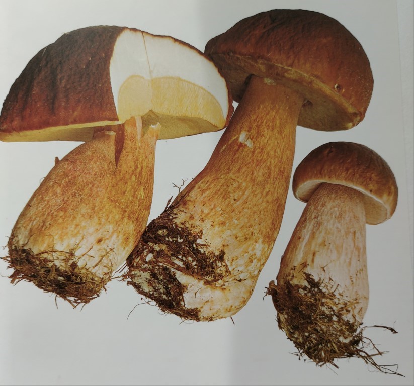 Boletus aereus