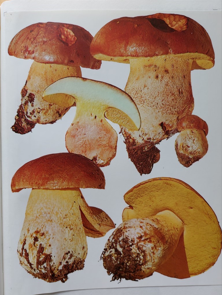 Butyriboletus appendiculatus