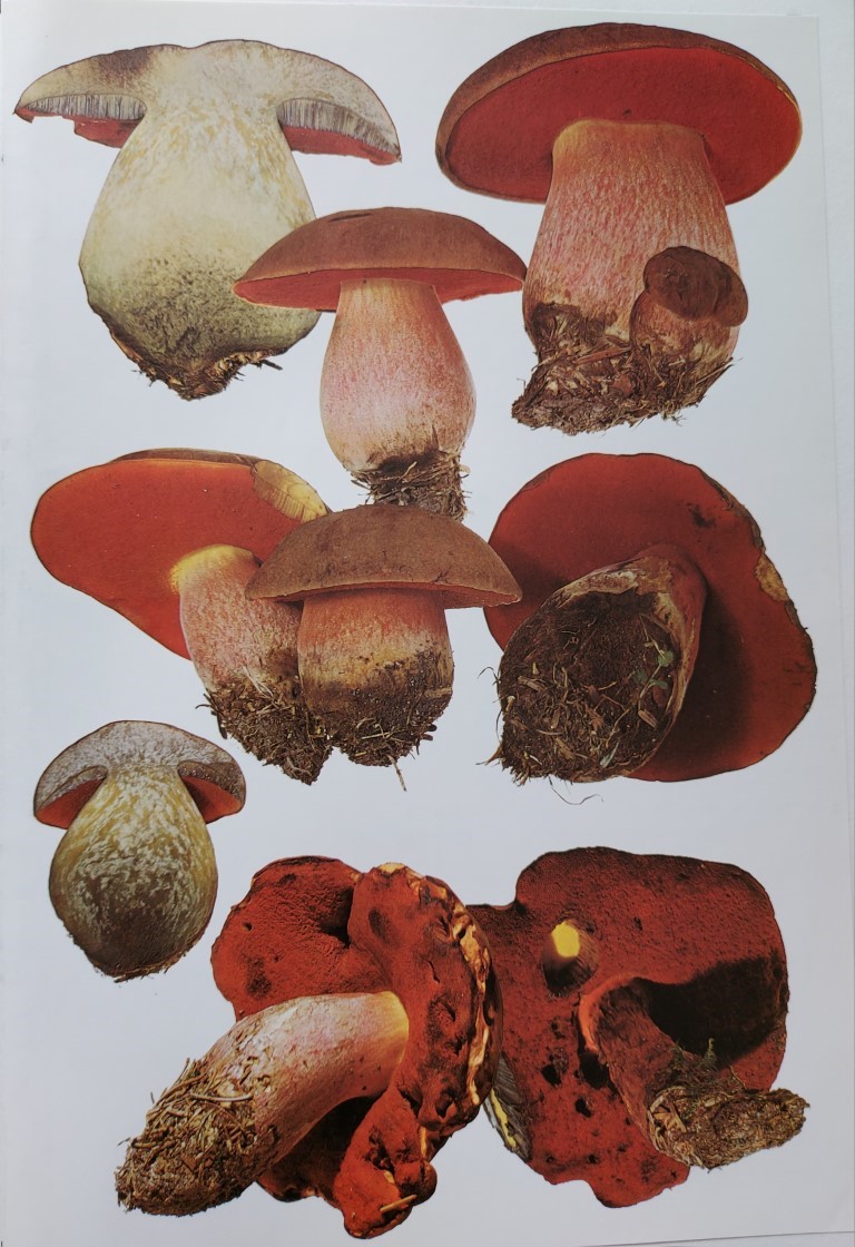 Neoboletus erythropus