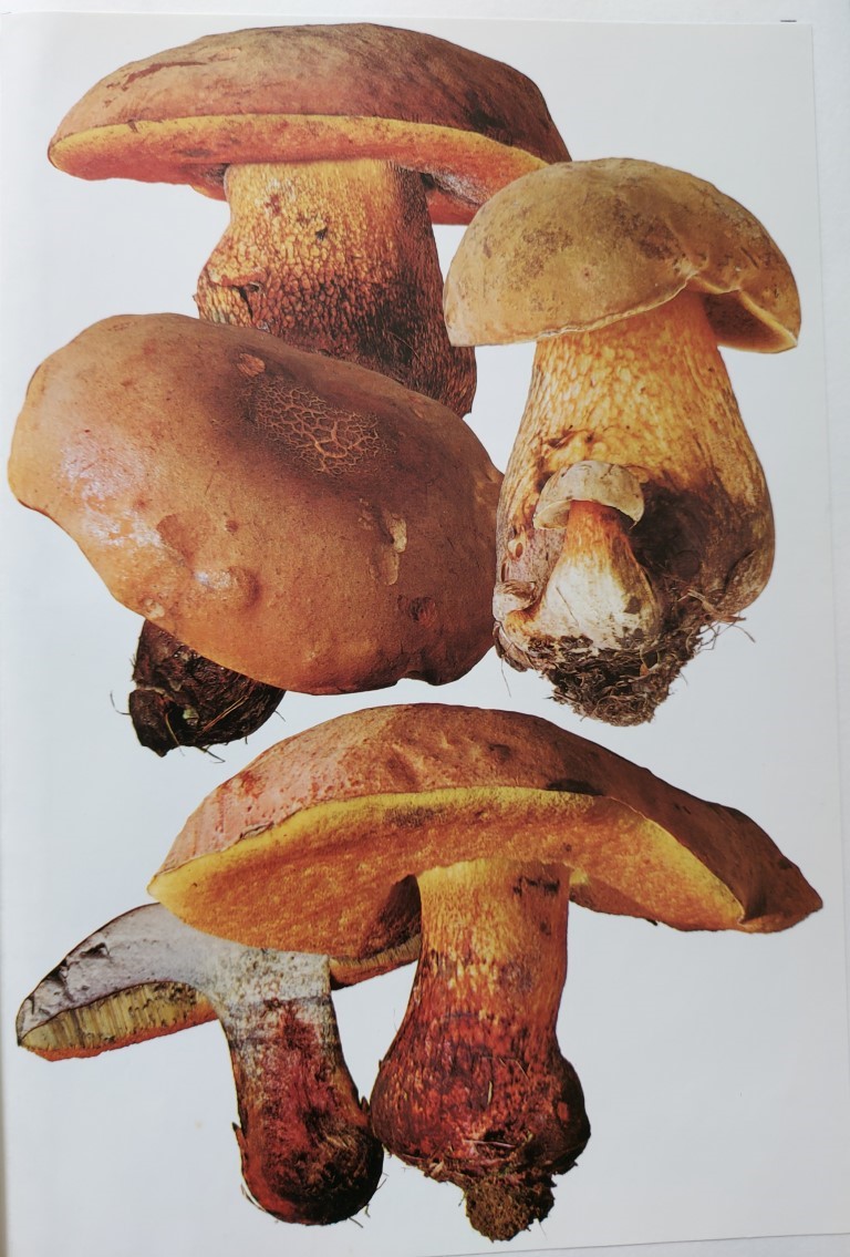 Suillellus luridus