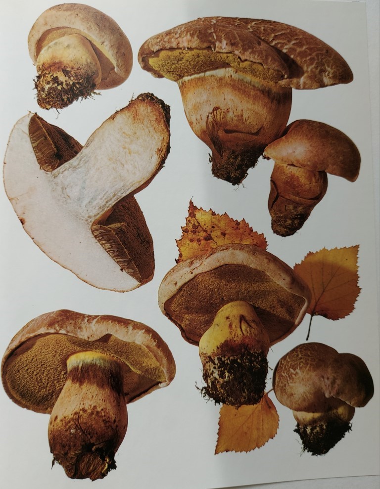 Boletus radicans
