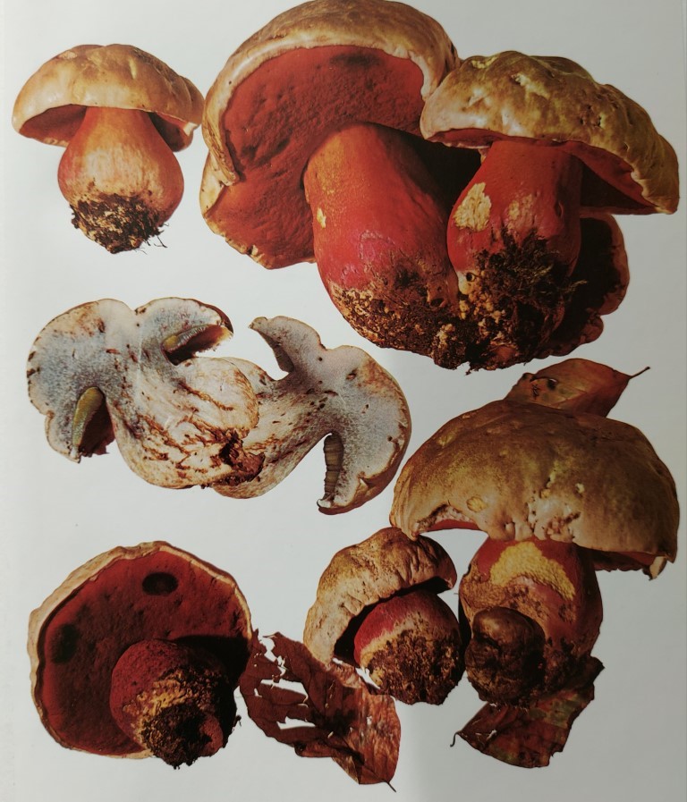 Boletus satanas