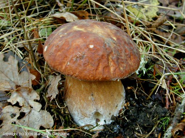 Boletus aestivalis