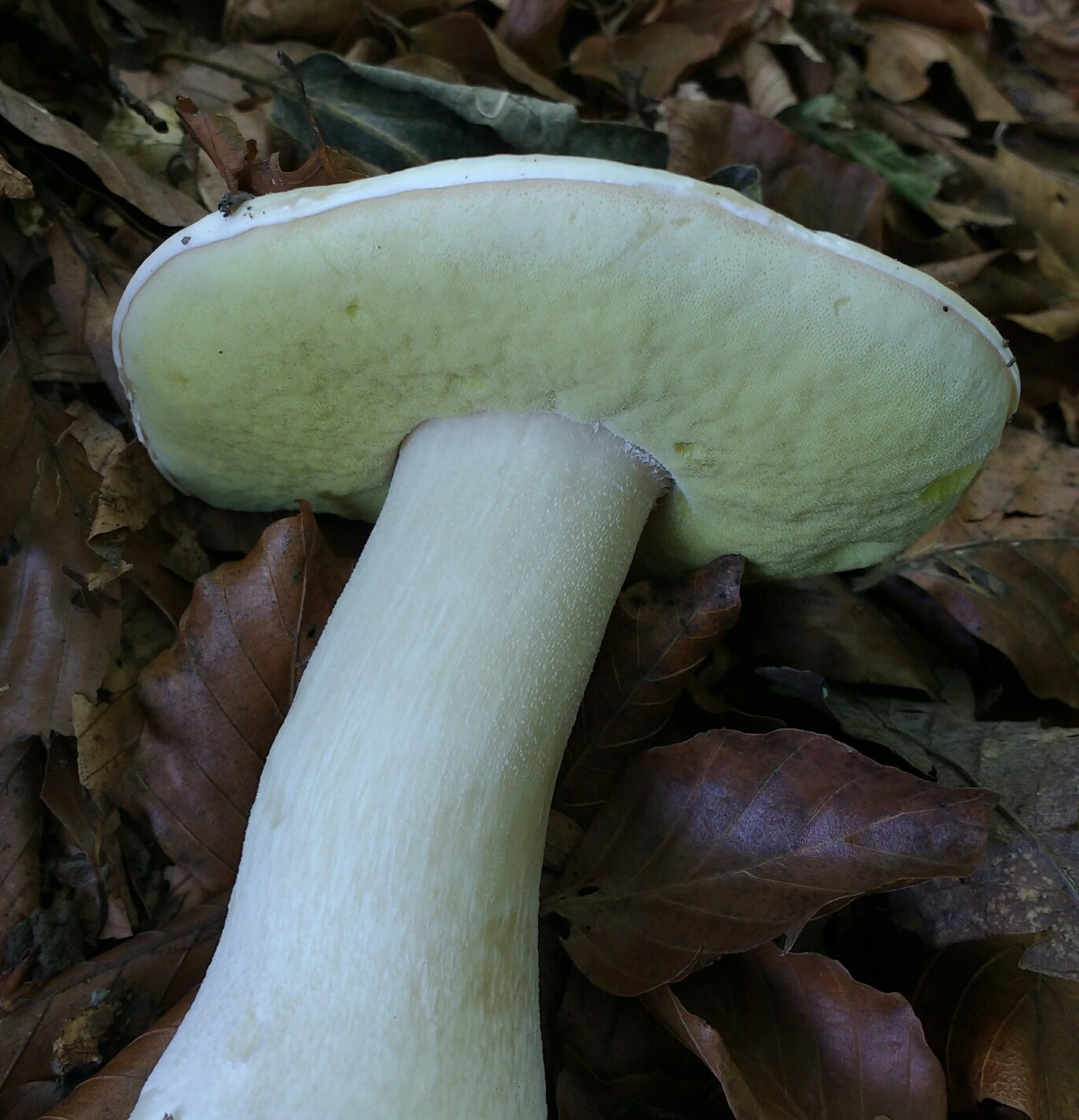 Boletus persoonii
