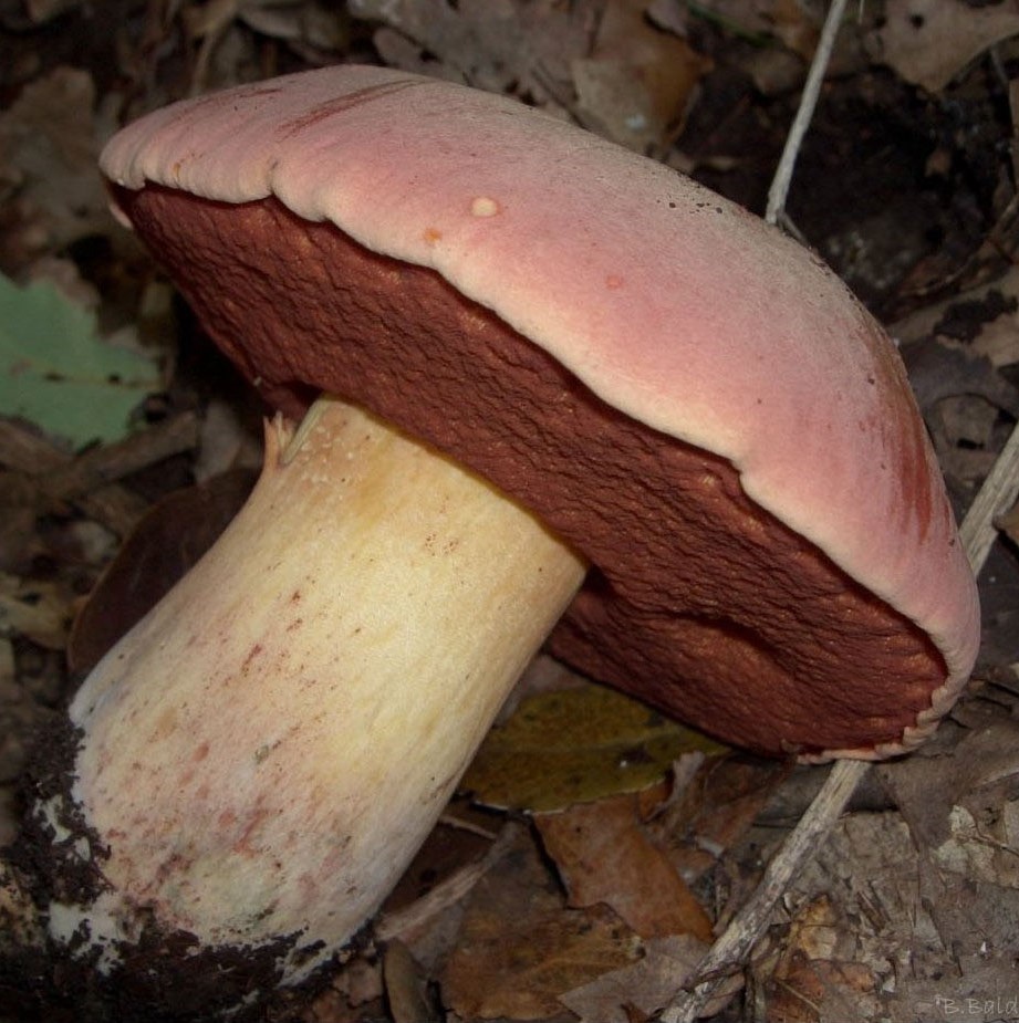 Boletus lupinus
