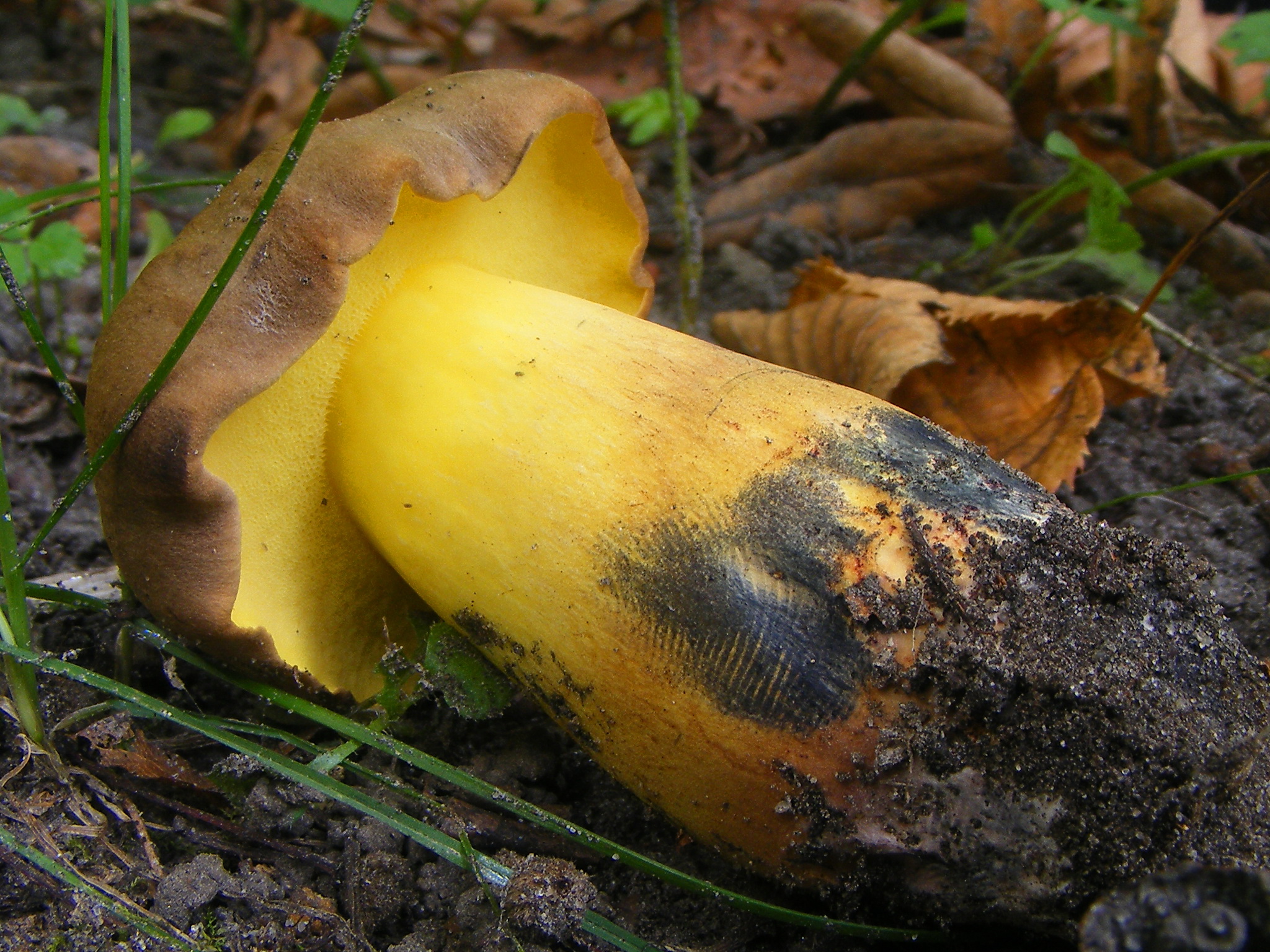 Boletus pulverulentus